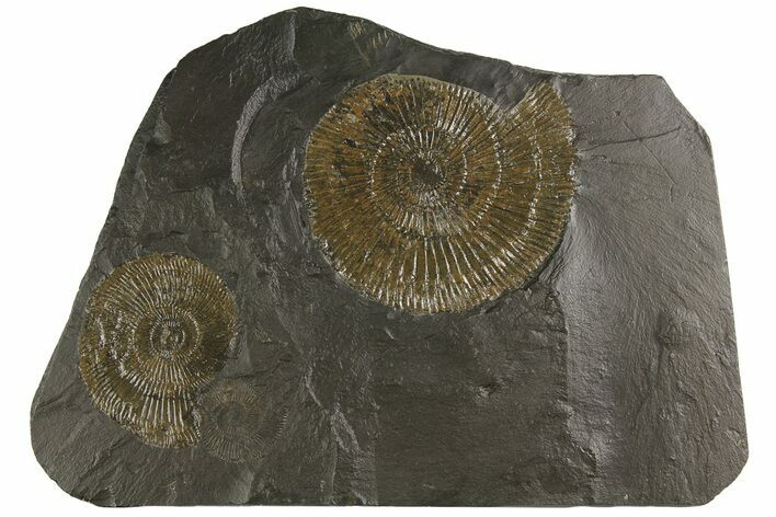 Dactylioceras Ammonite Cluster - Posidonia Shale, Germany #180359